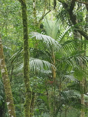 Pinanga coronata