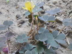 Oxalis