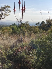 Aloe pretoriensis