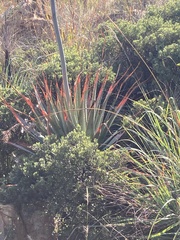 Aloe pretoriensis