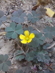 Oxalis
