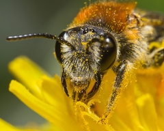 Andrena nitida