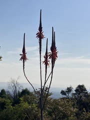 Aloe pretoriensis