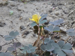 Oxalis