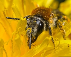 Andrena nitida