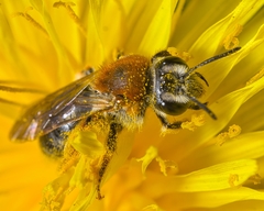 Andrena nitida