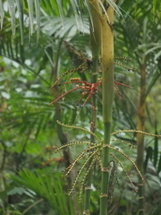Pinanga coronata