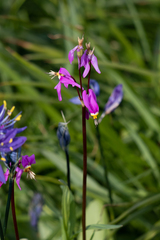 Primula pauciflora pauciflora