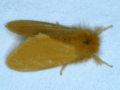 Euproctis crocea