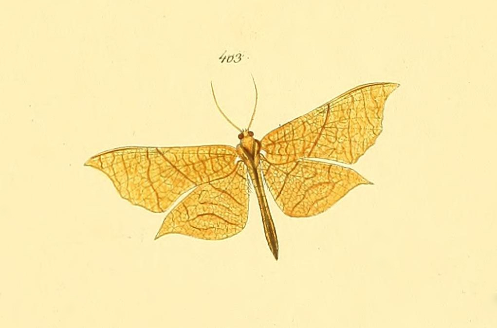 Belonoptera phyllula