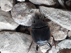 Onthophagus mniszechi