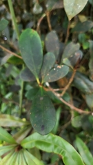 Rhododendron malayanum