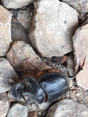 Onthophagus mniszechi