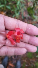 Rhododendron malayanum
