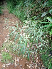 Anaphalis longifolia
