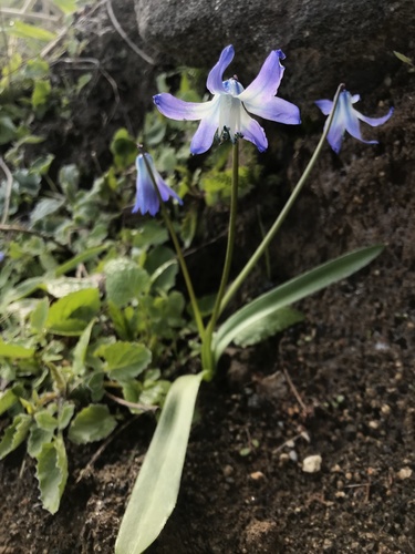 Scilla rosenii