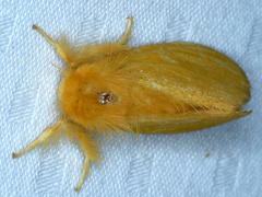 Euproctis crocea