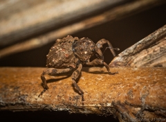 Paleticus cordipennis