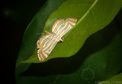 Parapoynx villidalis