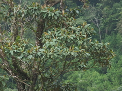 Astronia spectabilis