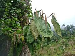 Astronia spectabilis