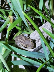 Osteopilus septentrionalis