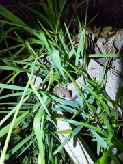 Osteopilus septentrionalis