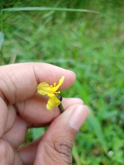 Xyris capensis