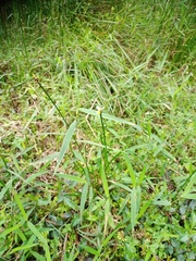 Xyris capensis