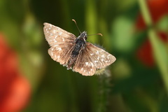Pyrgus malvoides