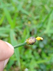 Xyris capensis