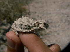 Phrynosoma coronatum