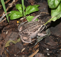 Limnodynastes dumerilii insularis
