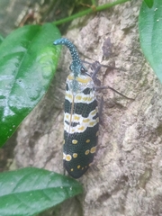 Pyrops viridirostris