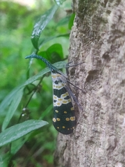 Pyrops viridirostris