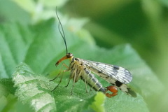Panorpa cognata