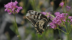 Centranthus angustifolius