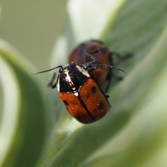 Cryptocephalus octopunctatus
