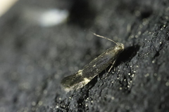 Aproaerema anthyllidella