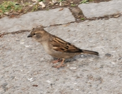 Passer domesticus