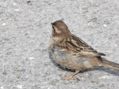 Passer domesticus
