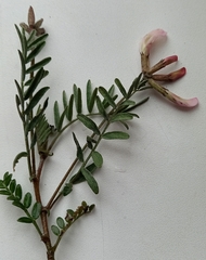 Astragalus karelinianus