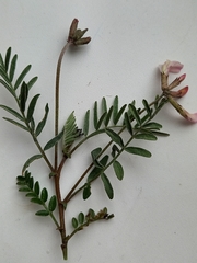 Astragalus karelinianus