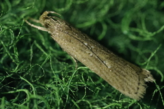 Helcystogramma arulensis