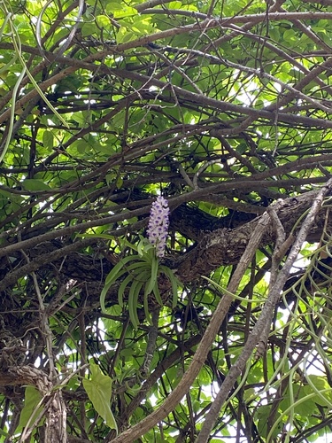 Foto de Orquídea