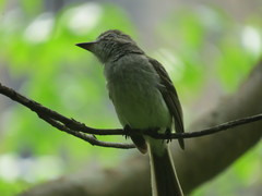 Ramphotrigon flammulatum