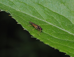 Beris schaposchnikowi