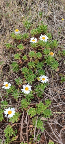 Argyranthemum pinnatifidum subsp. succulentum image