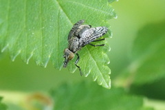 Platystoma seminationis