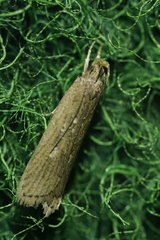 Helcystogramma arulensis